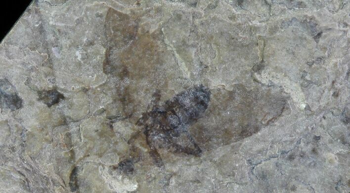 Fossil March Fly (Plecia) - Green River Formation #65183